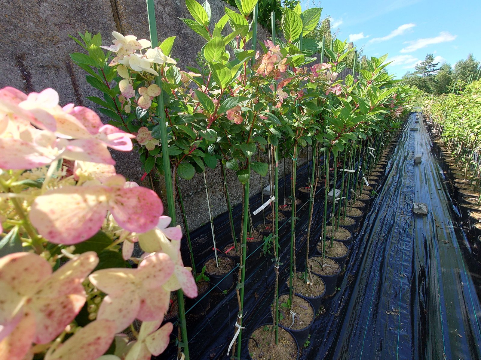 Early sensation ant kamieno