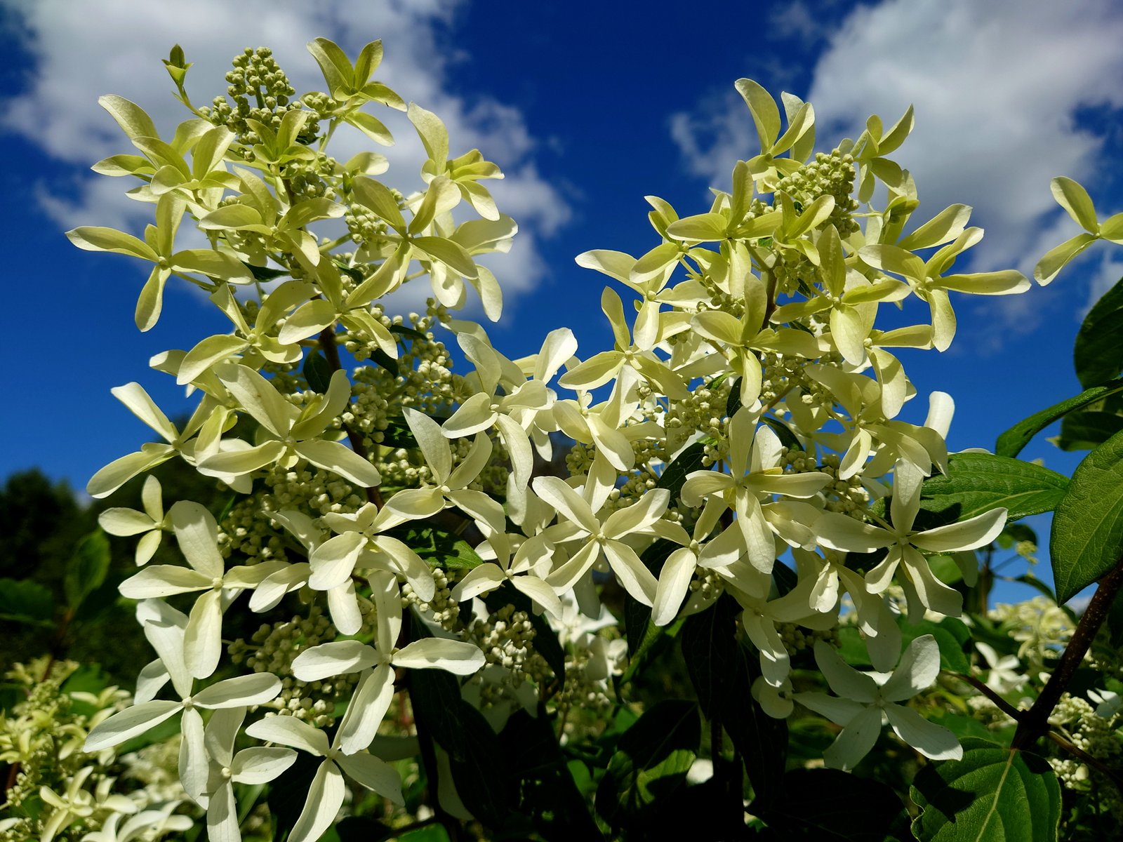 Šliuotelinė hortenzija Great Star