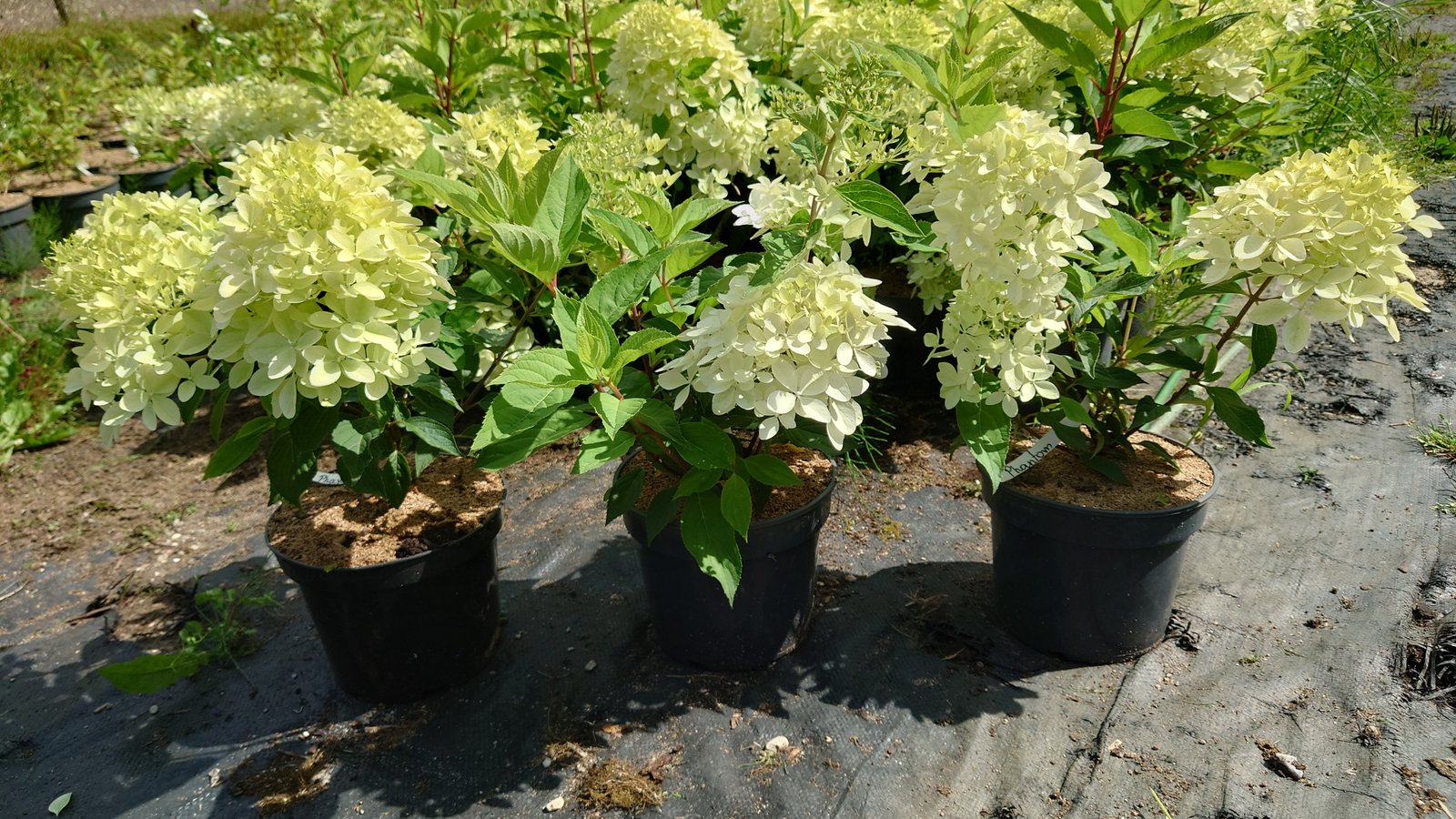 Hortenzija Phantom vienmetukas