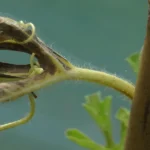 voratinklines erkes ant arbuzo lapų