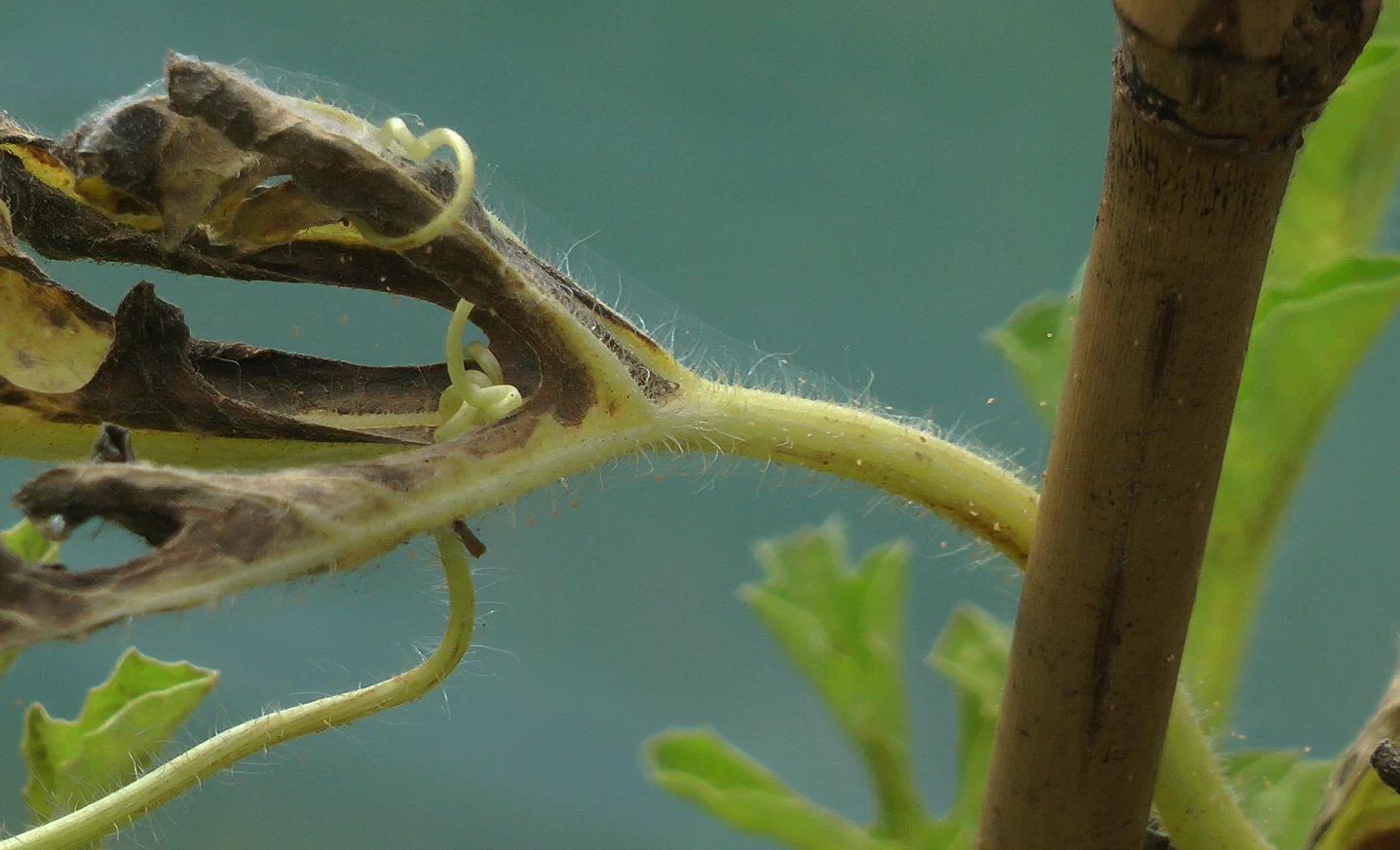 voratinklines erkes ant arbuzo lapų