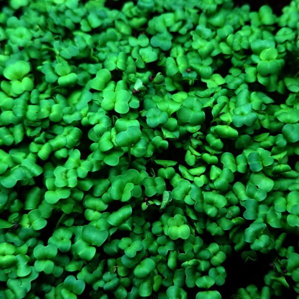 Brokolių sėklos mikrožalumynams daigynti