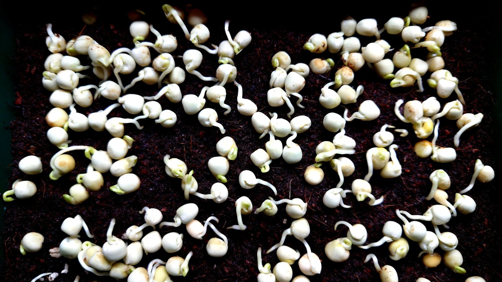 Dygsta Žirnių sėklos