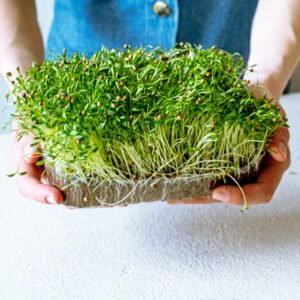 Kalendros mikrožalumynai