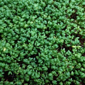 Pipirnės mikrožalumynai