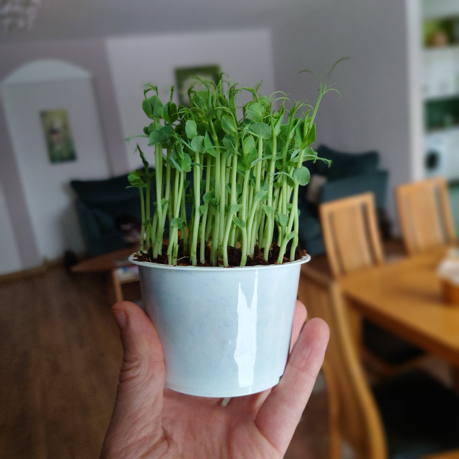 Žirnių sėklos mikrožalumynams