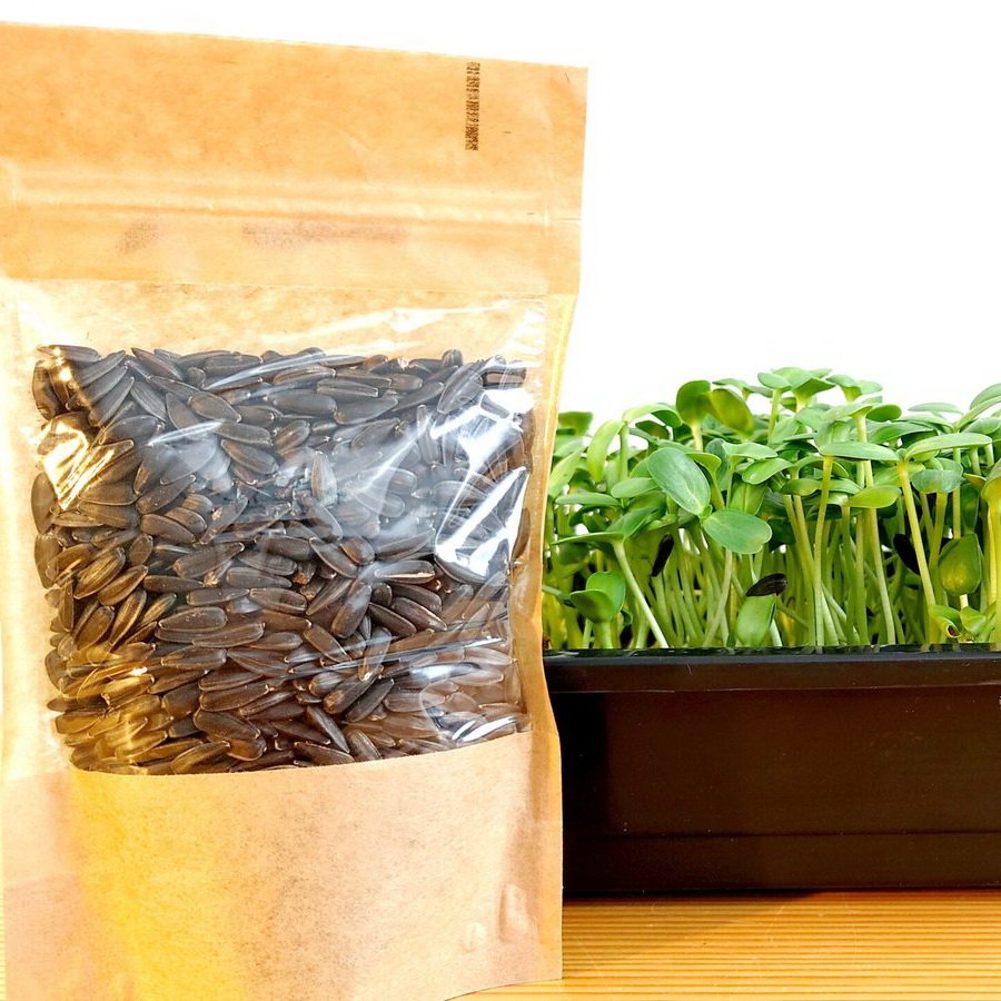 Saulėgrąžų sėklos ir daigai