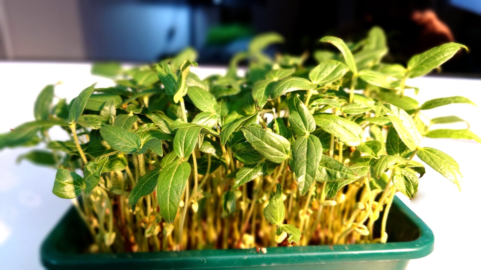 Mikrožalumynai daigykloje