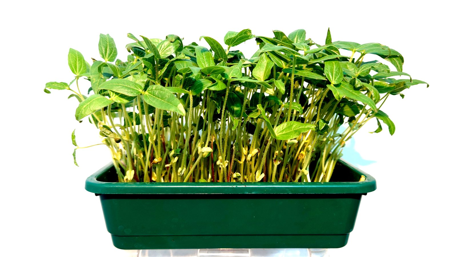 Spindulinės Pupuolės