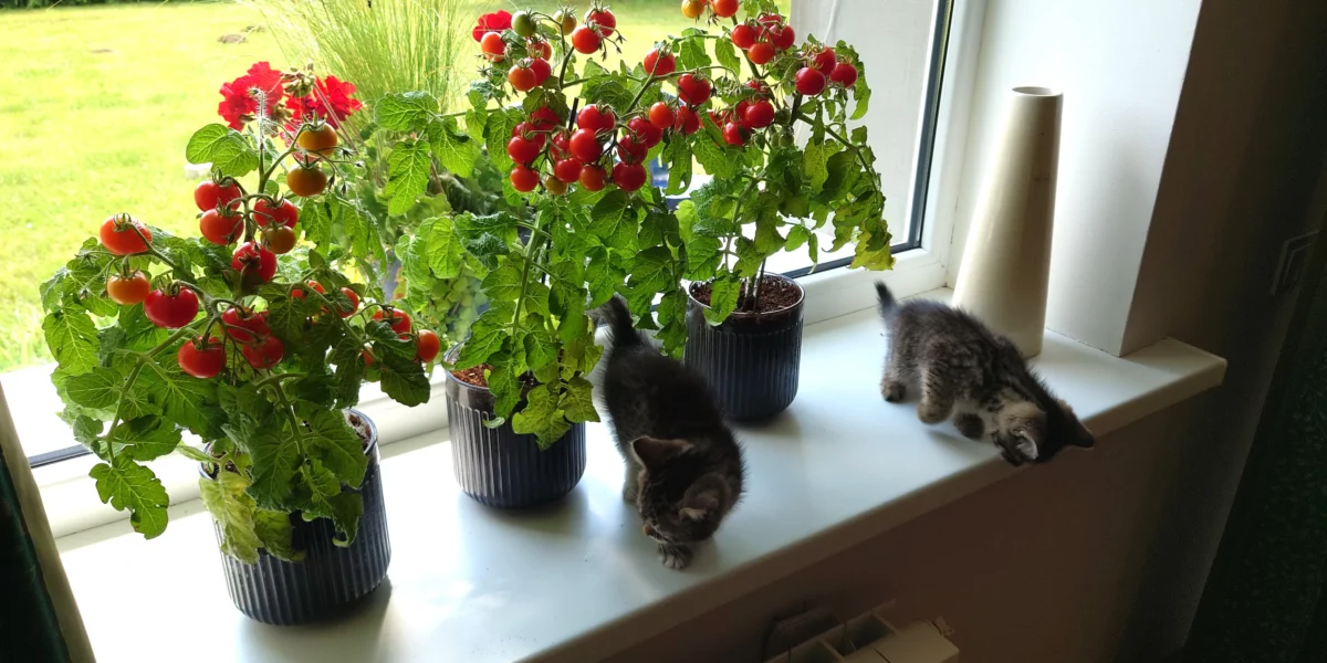 Pomidorai Ant Palangės