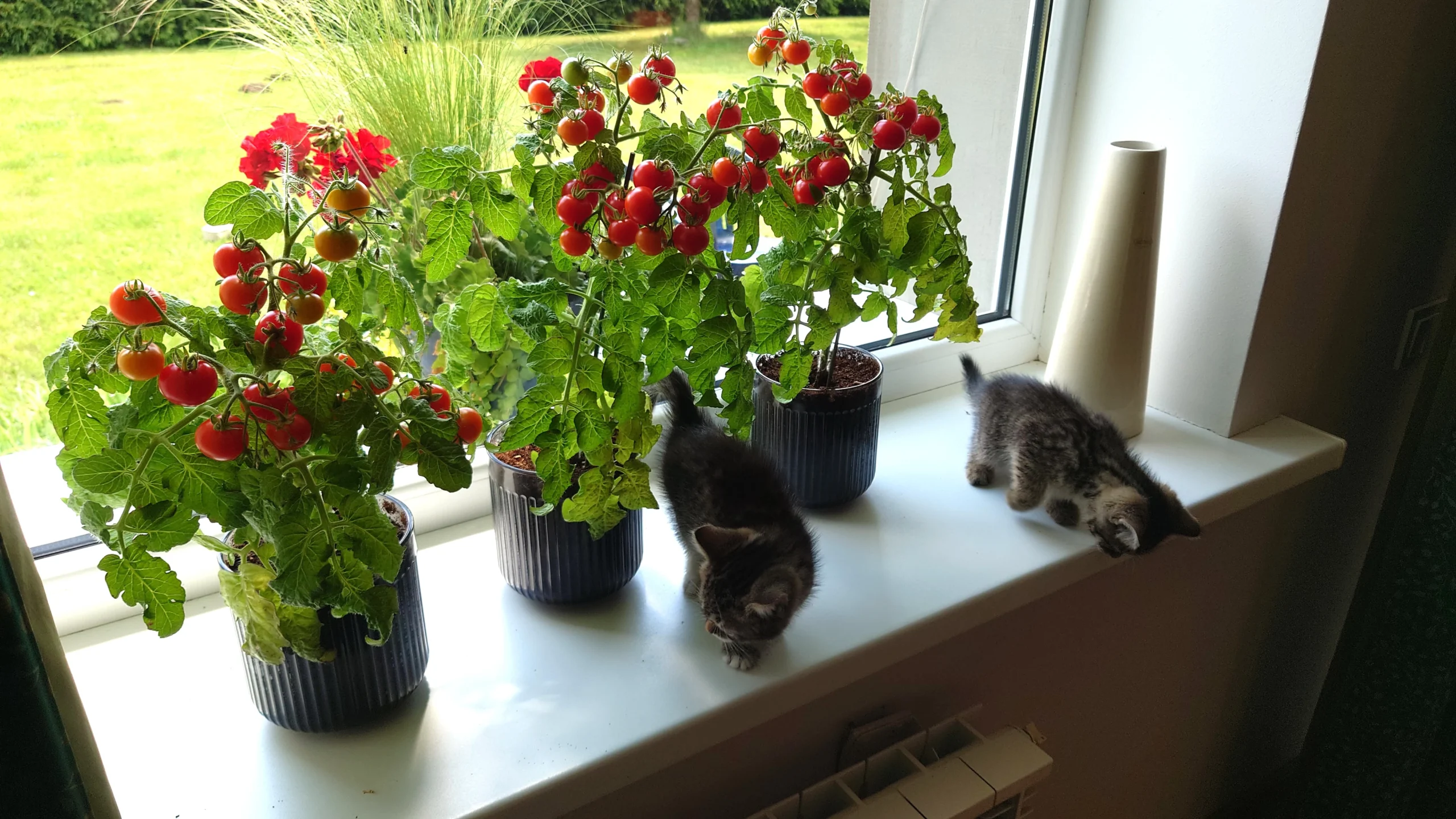 Pomidorai Ant Palangės