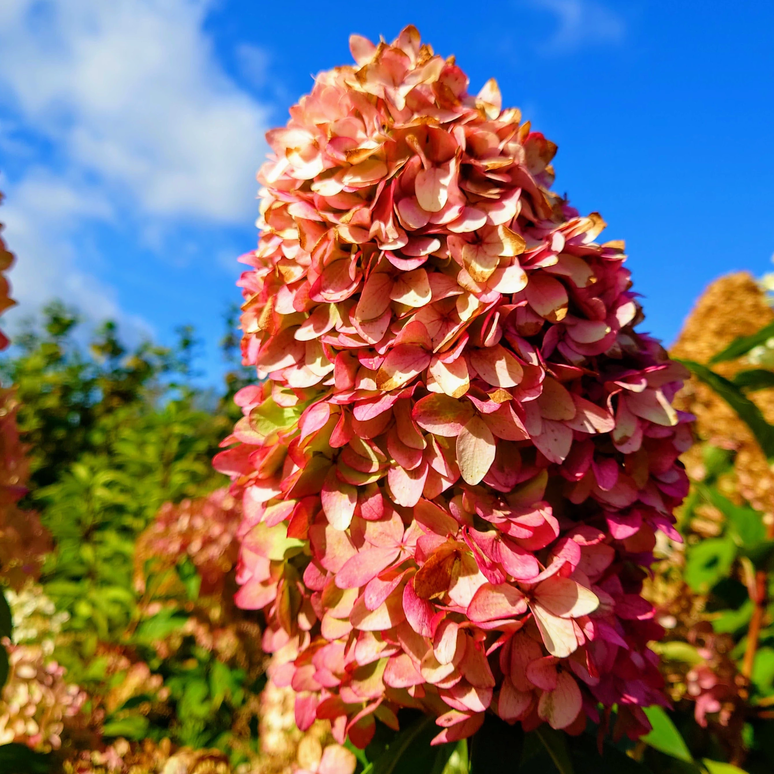 Šluotelinė hortenzija