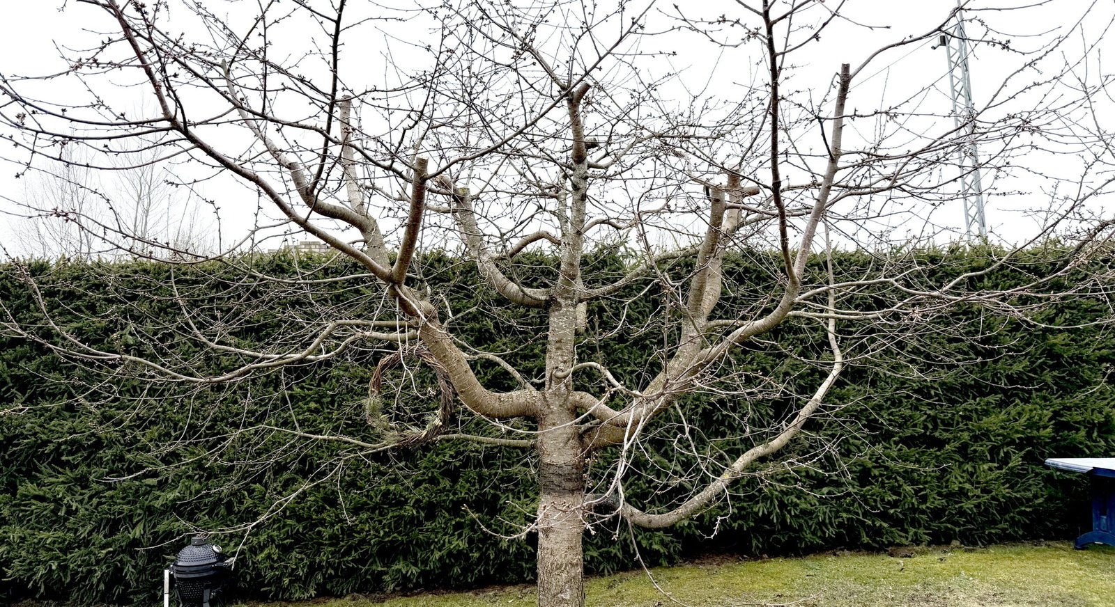 Trešnių genėjimas