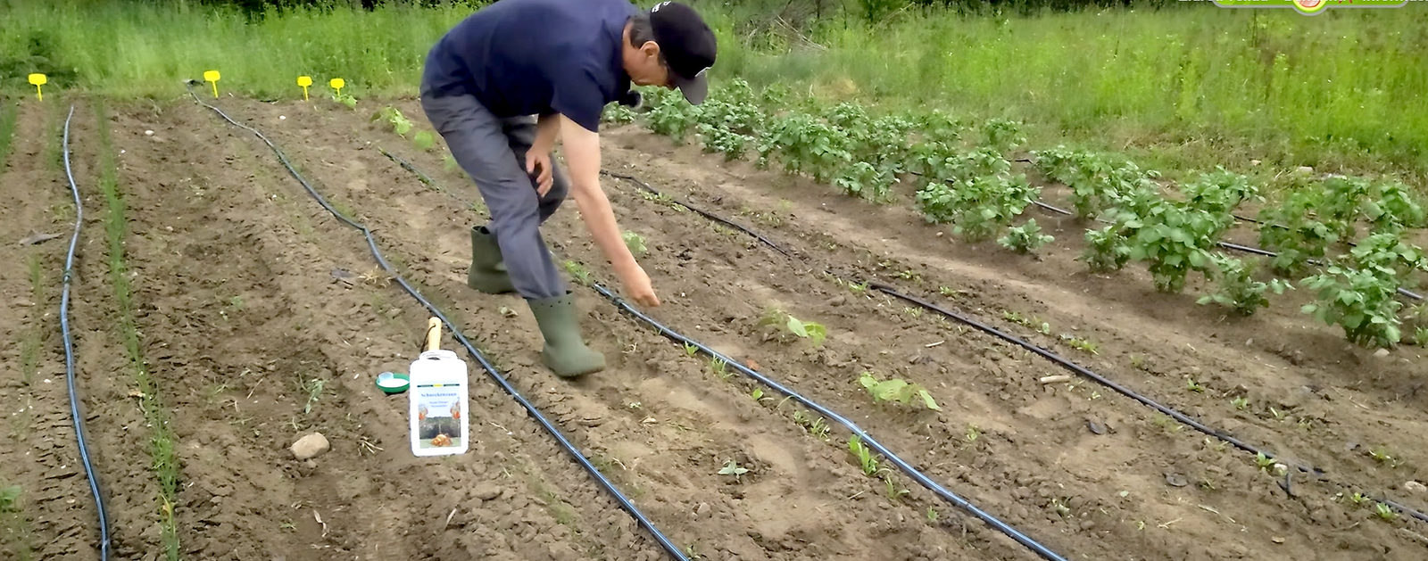 nimbamedis_pries_sliuzus