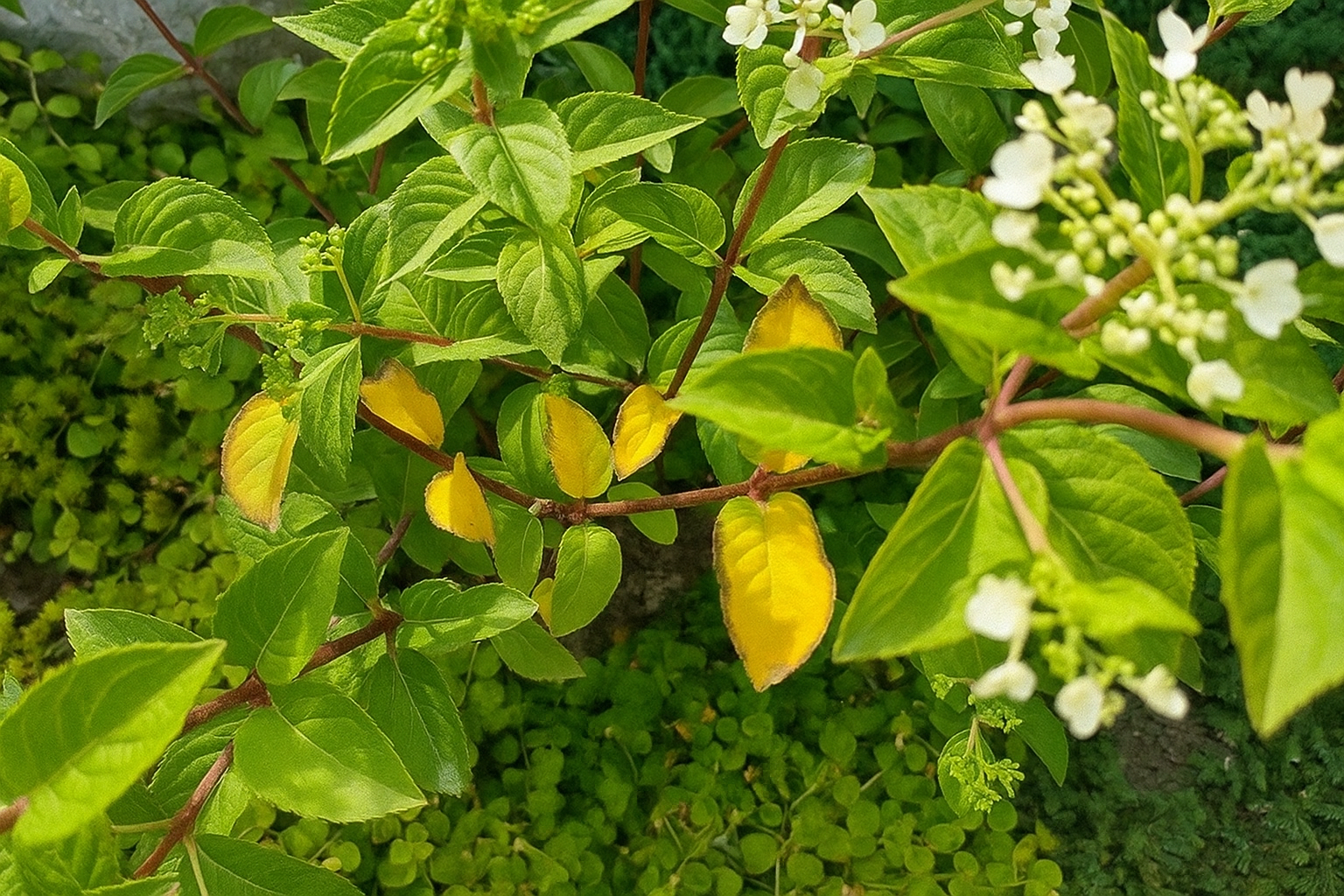 Gelsta hortemzijų lapai