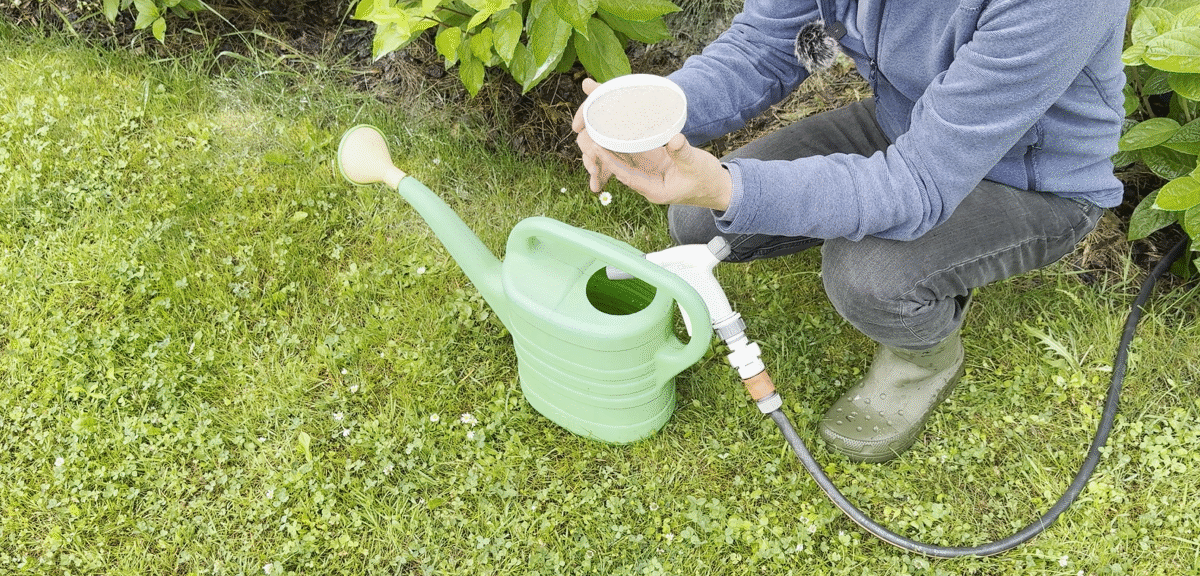 Hortenzijų tręšimas