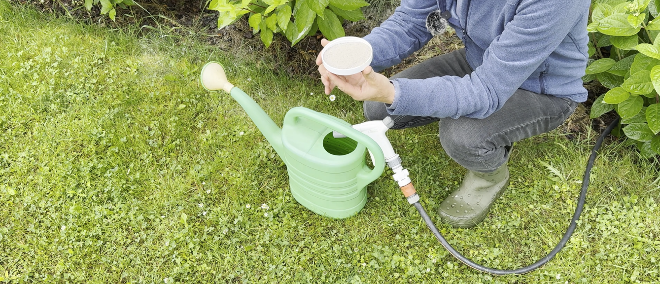 Hortenzijų tręšimas