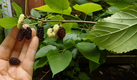 Žemaūgis šilkmedis Gerardi Dwarf