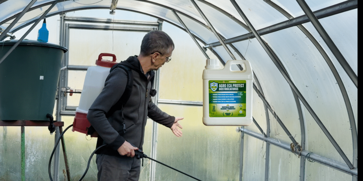 Šiltnamio dezinfekcija rudenį