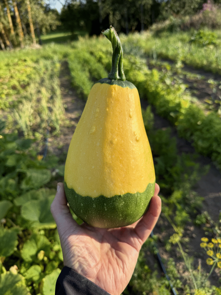 Geltonas moliūgas su žalių sijonu rankoje