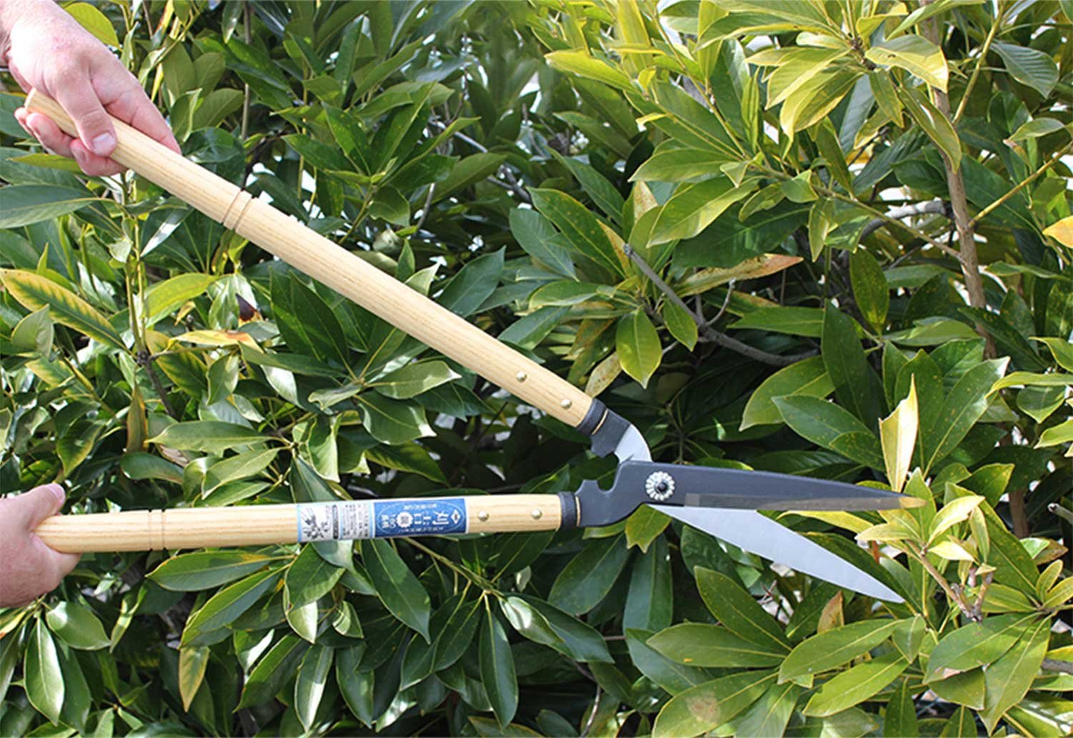 Gyvatvorių žirklės Nishigaki Karikichi, 70cm - Image 3