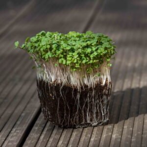 Rukolos mikrožalumynų sėklos, 50g