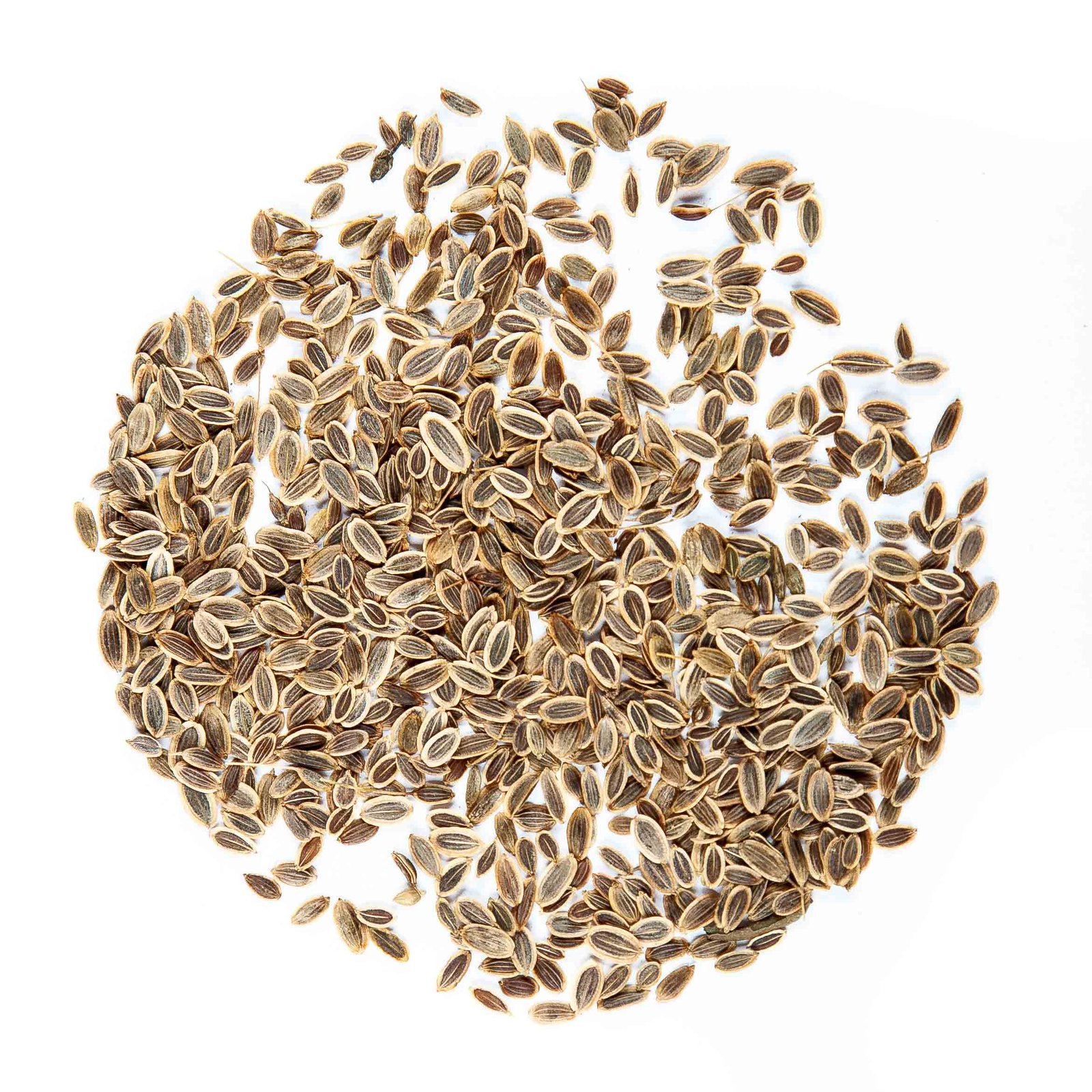 Krapų Dakota sėklos mikrožalumynams, 50g - Image 3