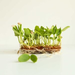 Melionų Cantaloupe sėklos mikrožalumynams, 25g