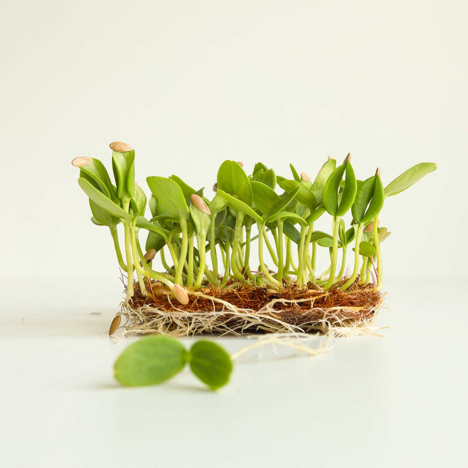 Melionų Cantaloupe sėklos mikrožalumynams, 25g