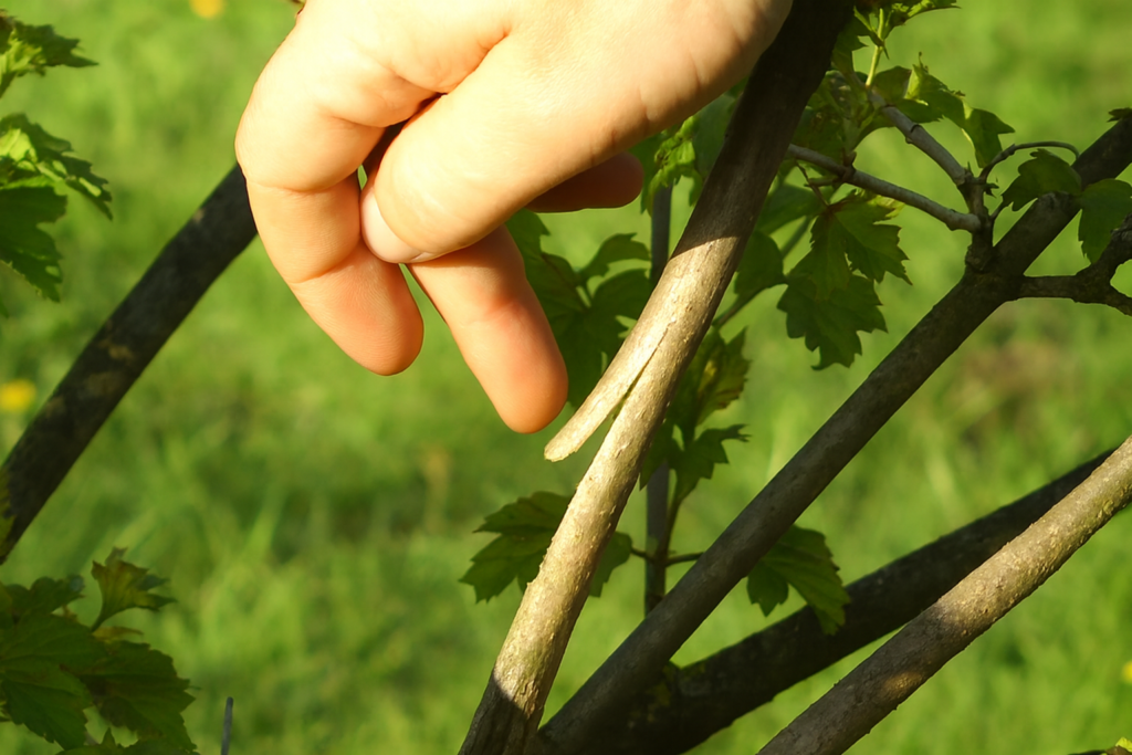 Dauginimas orinėmis atlankomis