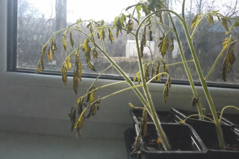 Pomidorų daigai skursta palangėje