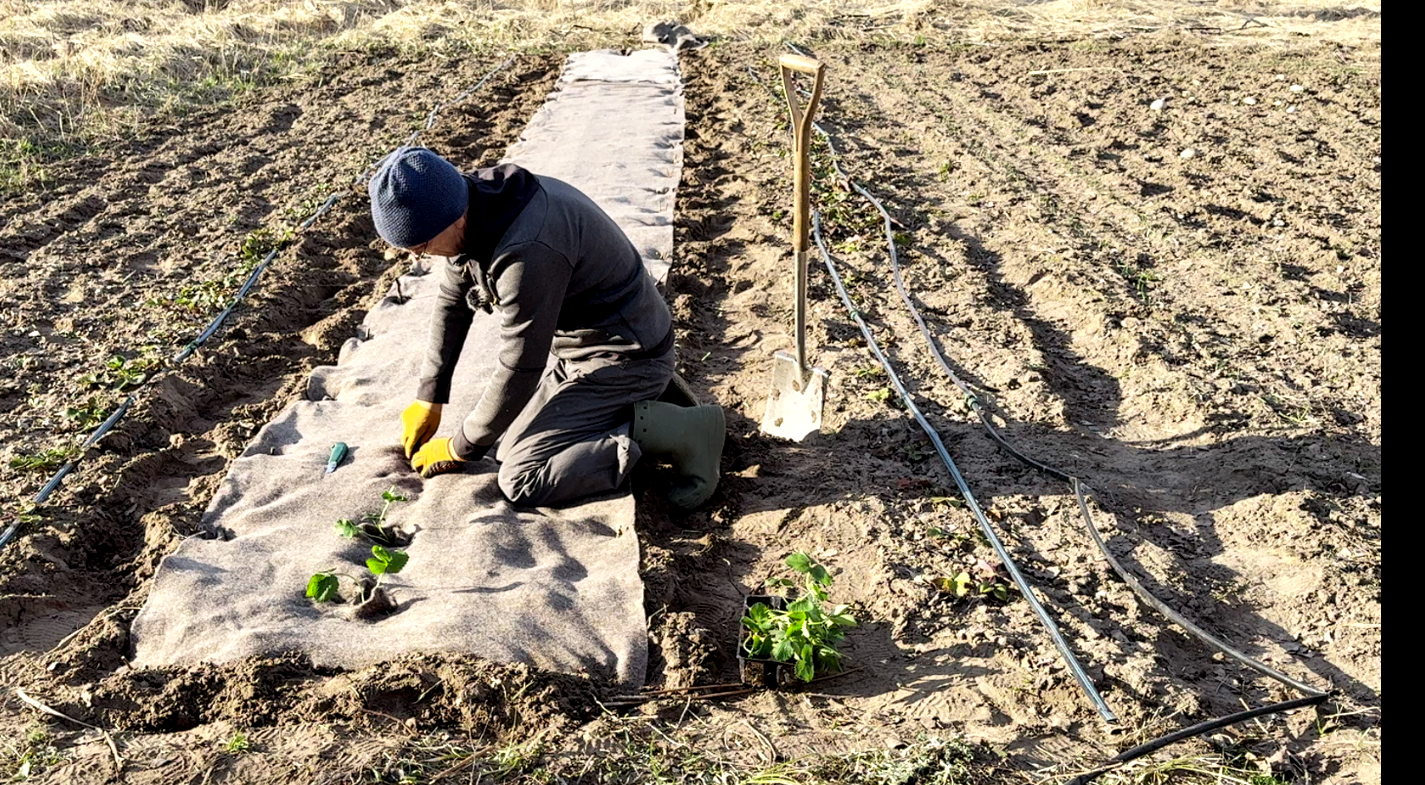 braškių sodinimas pavasarį