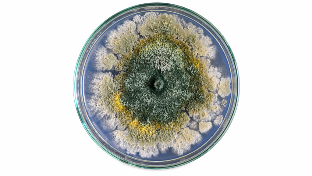 Trichoderma grybas 